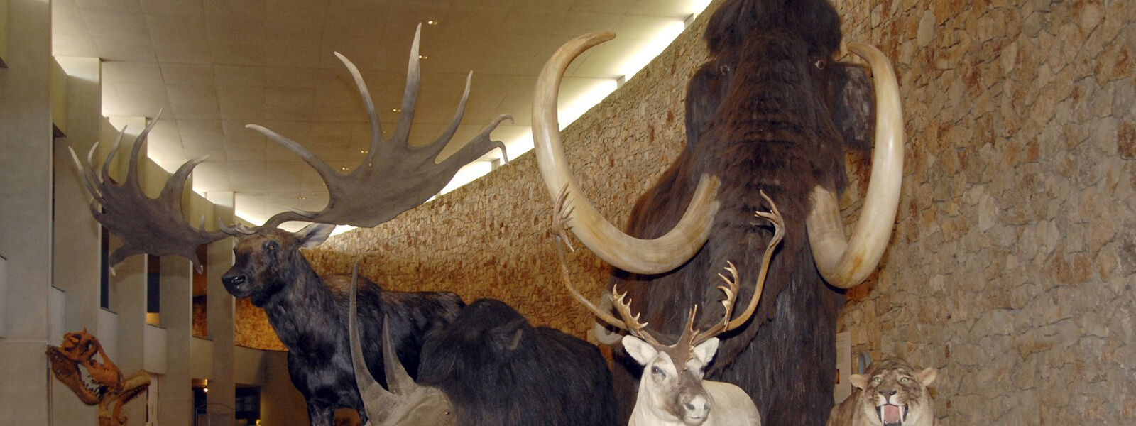 CAMPASUN - À la découverte du Musée de Préhistoire des Gorges du Verdon